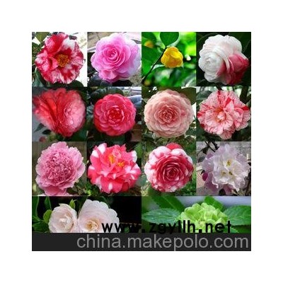 精品茶花苗 盆栽山茶花树苗 精品花卉茶花苗 多品种选择