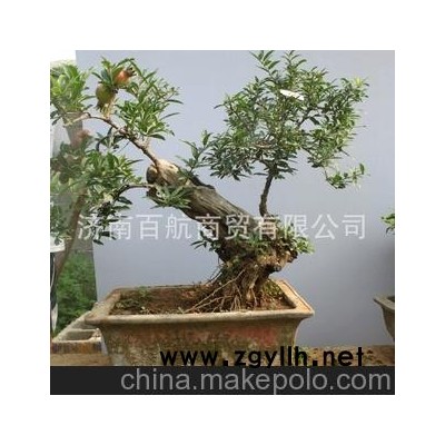 冠世榴园石榴盆景 石榴园林树 石榴树 盆景批发柏树盆景