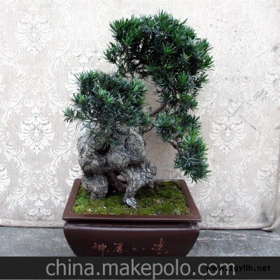 优质供应 造型盆栽 雀舌罗汉松艺术盆景 美观耐看室内盆景