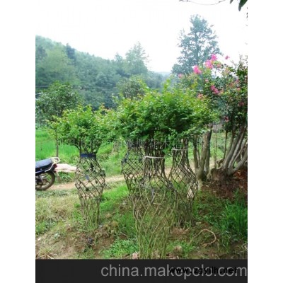 紫薇花瓶、罗汉松盆景、龙柏花瓶等盆景