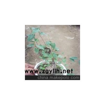 绿色盆栽保健植物--何首乌 盆景 何首乌苗 强筋骨之功效