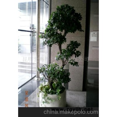 批发供应鲜花、盆栽花卉金钱榕、花草盆景