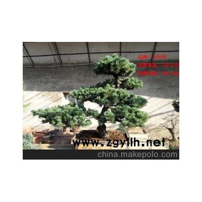 北京华殷苑销售罗汉松五针松高档盆景