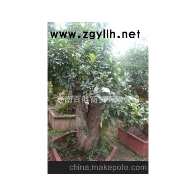 冠世榴园大红袍石榴盆景 石榴园林树 石榴树 盆景批发