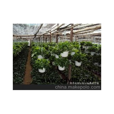 优质[花卉]产地大量供应、纯青叶[绿萝吊兰]盆景