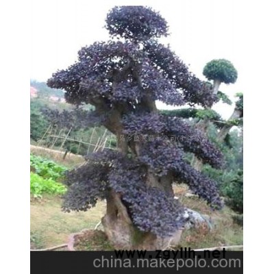 湖南苗木－红花继木盆景-湖南苗木－红花继木盆景