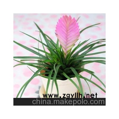 新品上市进口盆栽花卉美洲 铁兰花 正是花期原价30现价25元 实图