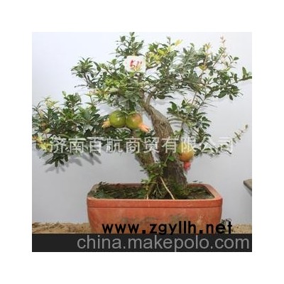 冠世榴园石榴盆景 石榴园林树 石榴树 盆景批发 石榴古桩