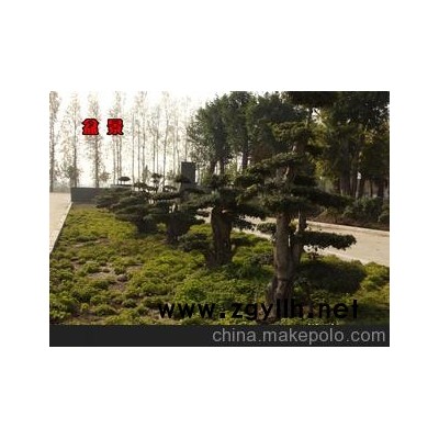 厂家专业制作 厂价出售 优质盆景