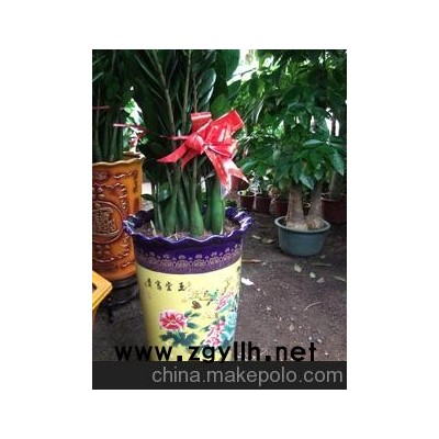 东莞供应精美雕花瓷盆金钱树盆景