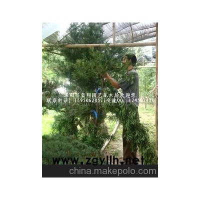 罗汉松盆景造型 迎客松式造型盆景大罗汉松树盆景