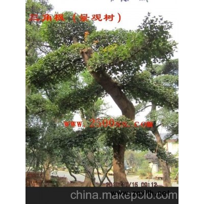 供古树名木、造型景观树、古桩盆景和造型盆景