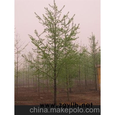 30公分银杏树价格/海鸥银杏供/18公分银杏树/30公分银杏树价格