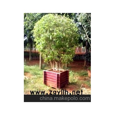 加工)碳化、仿腐栽树木花箱盆景