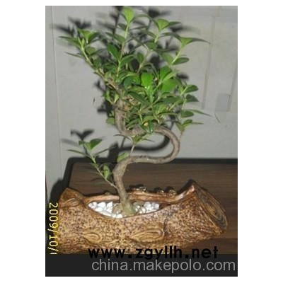 水培花卉-水横枝盆景