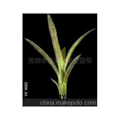 积水凤梨-小黄点凤梨盆景