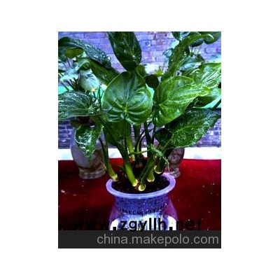 基地直销高档礼品水培花、荧光花、果树盆景、滴水观音