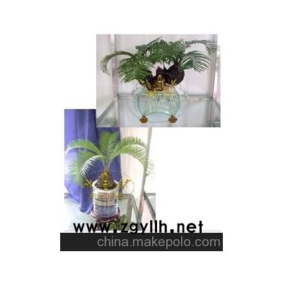 基地直销高档礼品水培花、荧光花、盆景、铁树