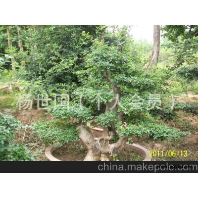 对节白蜡树桩盆景