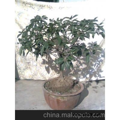 泰山纯种金桂花盆景