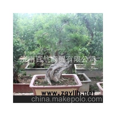 冠世榴园金奖石榴盆景 石榴园林树 石榴树 盆景批发