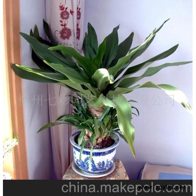 文殊兰盆景