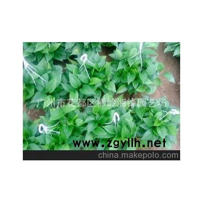 广州基地直供优质绿萝小盆栽