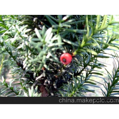 曼地亚红豆杉盆景