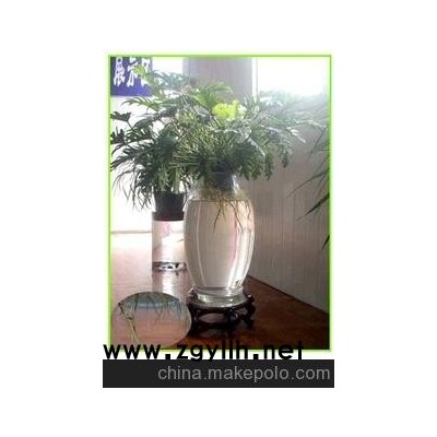 基地直销高档礼品水培花、荧光花、果树盆景、春羽