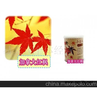 小花农又出新品了美之林迷你植物树木盆栽-加拿大大红