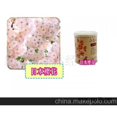 小花农又出新品了美之林迷你盆栽迷你植物-日本樱花