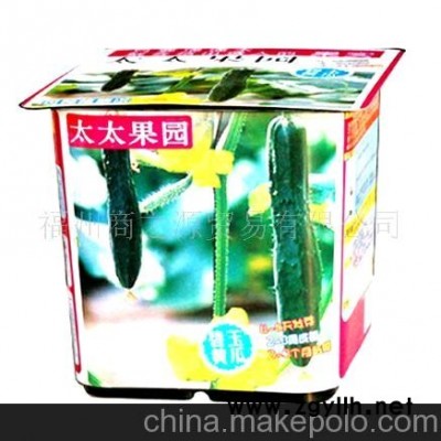 迷你花卉 碧玉黄瓜微型盆景