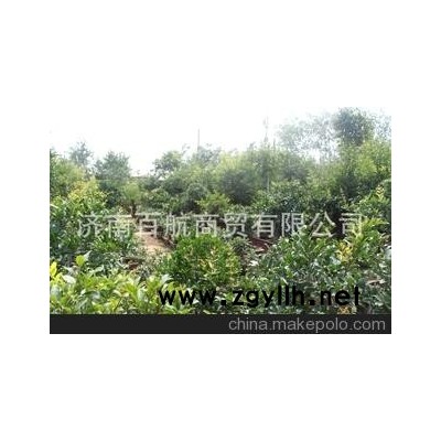 冠世榴园石榴盆景 石榴园林树 石榴树 盆景批发园林设计