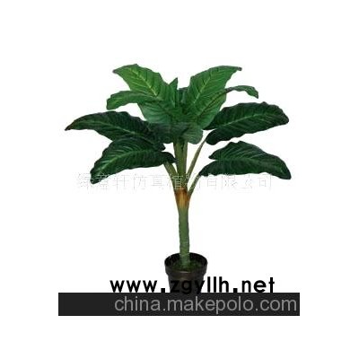 单杆绿公主树木盆景