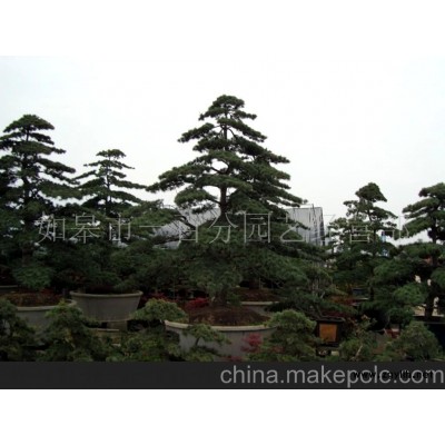 五针松盆景