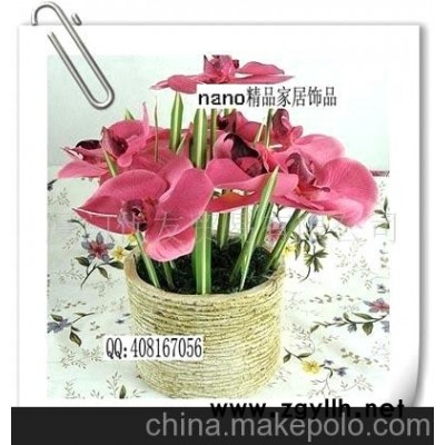 批发供应陶土花盆蝴蝶兰盆景