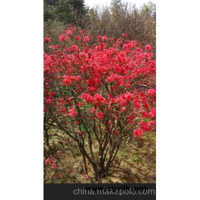 供应 映山红国旗红树桩盆景