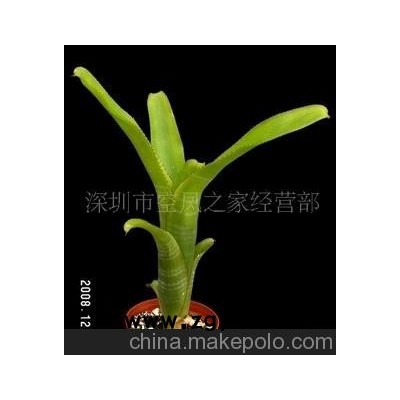 积水凤梨-茼状凤梨盆景