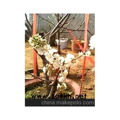 矮化盆栽大樱桃果树盆景