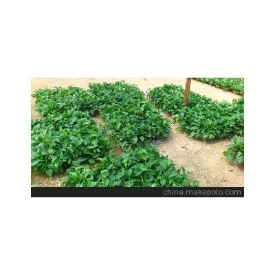 广州俊辰自产自销精品绿萝优质大量批发