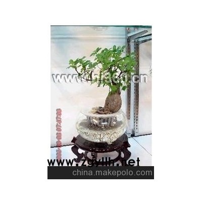 基地直销高档礼品水培花、荧光花、盆景、人参榕