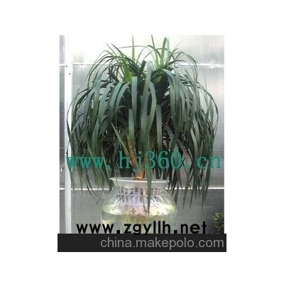 基地直销高档礼品水培花、荧光花、盆景、龙血树