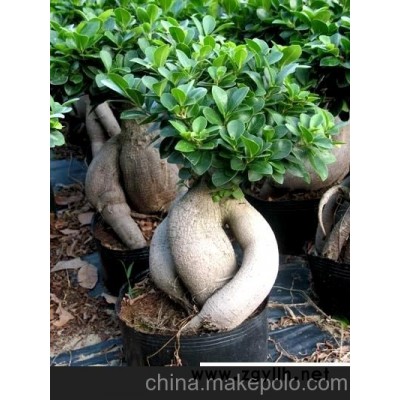 供应优良！树桩！造型！盆景