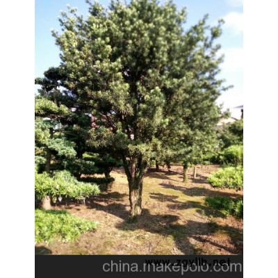 移栽小叶女贞造型树 八月桂花树 四季桂 丹桂花树