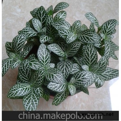 批发室内别致迷你桌面小盆栽白天使 网纹草（90#）