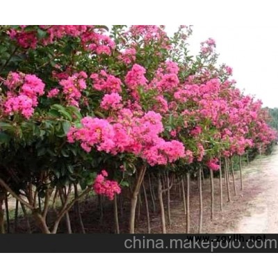 江苏供应花卉 苗木 盆景出售高档花卉苗木红花紫薇盆景