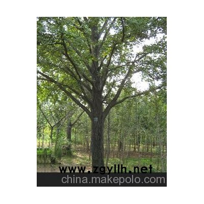 17公分银杏实生树价格/海鸥银杏供/银杏树最新价/17公分银杏实生树价格