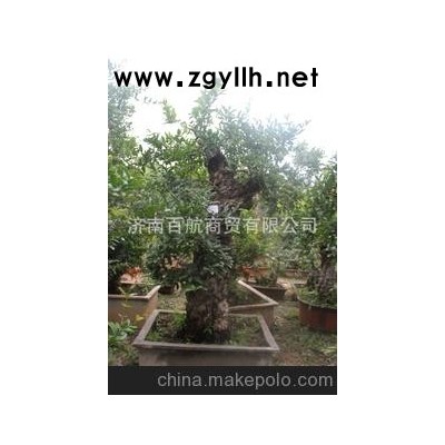 冠世榴园石榴盆景 石榴园林树 石榴树 盆景批发艺术品