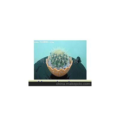 仙人球盆景
