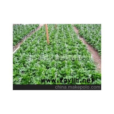 工商注册企业）批发优质180#花叶绿萝吊兰。黄金葛